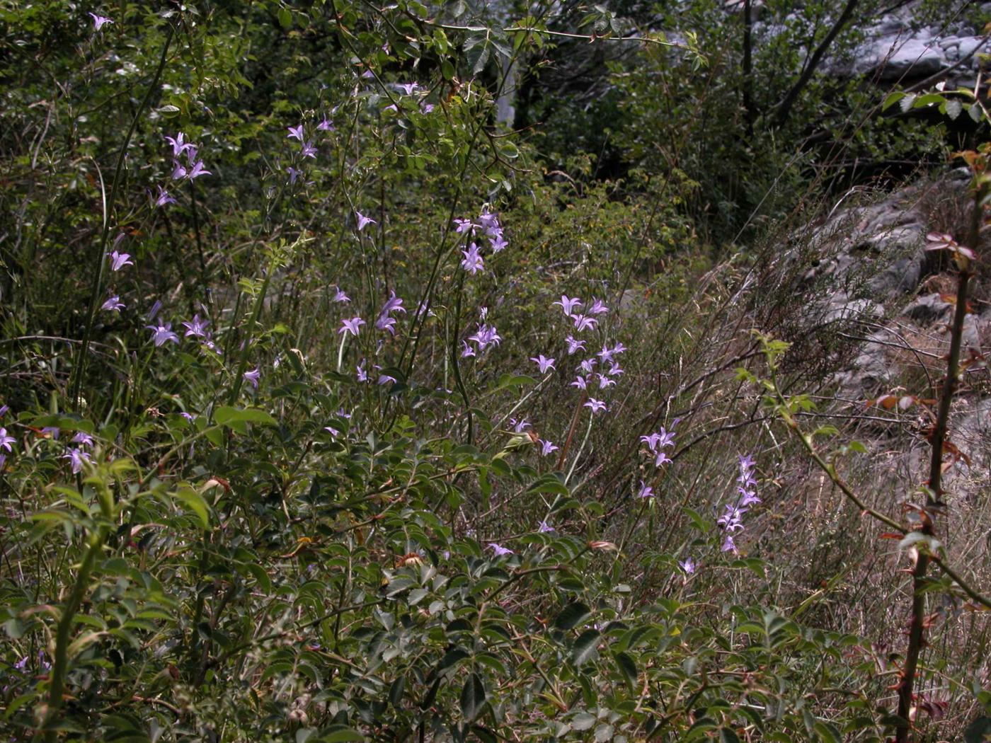 Bellflower, Rampion plant